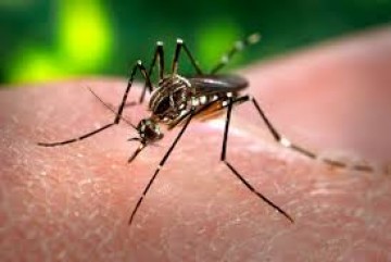 Sade confirma 107 casos de Dengue em Osvaldo Cruz