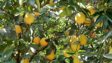 Estiagem pode afetar plantaes de laranja no centro-oeste paulista