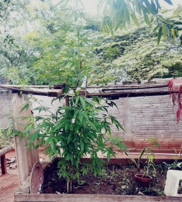 Mulher � flagrada cultivando p� de maconha em Salmour�o