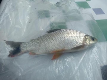 Homem  multado por pesca irregular em Salmouro, no Rio Aguape