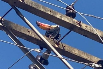 Tucano enrosca em fia��o na Rua Santa Cec�lia e afeta 4 mil domic�lios com corte de energia em OC