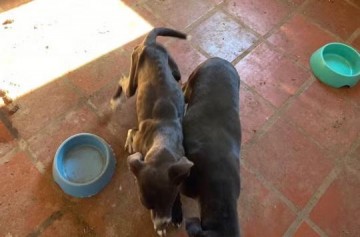 Opera��o da Pol�cia Civil encontra animais de abrigo em situa��o de maus-tratos; uma pessoa foi presa