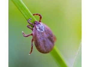 Marlia confirma primeira morte por febre maculosa no ano