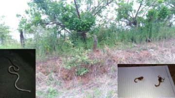 Morador reclama de mato alto em ch�cara ao lado da escola Sesi na rua 21 de Abril