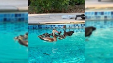 Fam�lia de aves silvestres surpreende moradores ao 'nadar' em piscina no interior de SP