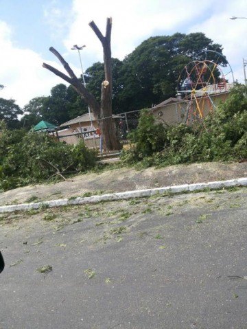 Bola fora: corte de �rvore hist�rica no parque da pra�a da matriz