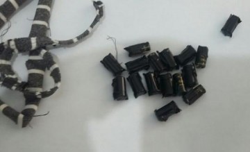 Mulher � flagrada com capacitores eletr�nicos escondidos em blusa durante visita em penitenci�ria