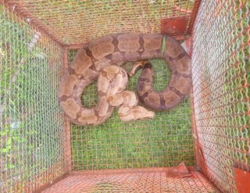 Jiboia de mais de 2 metros � capturada na Penitenci�ria 1 de Presidente Venceslau