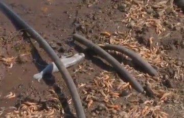 Pescadores sofrem para vender peixes em cidade banhada pelo Rio Tiet� no interior do estado: 'O que vamos fazer?'