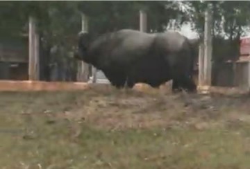 V�DEO: B�falo passeia por ruas de Osvaldo Cruz