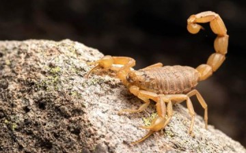 Menina de 4 anos morre por picada de escorpi�o em Luizi�na