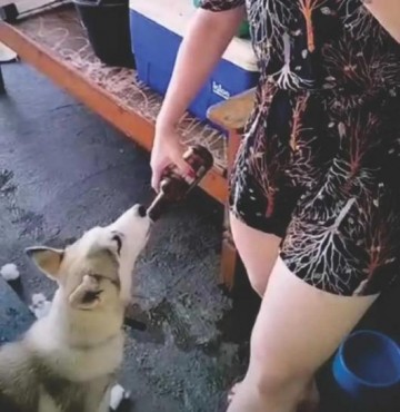 Mulher posta v�deo dando cerveja a cachorro e leva multa de R$ 3 mil por maus-tratos, em Presidente Prudente
