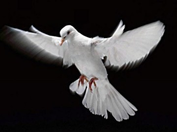 Grupo faz campanha de combate a viol�ncia no tr�nsito