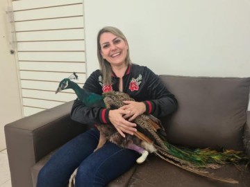 V�DEO: Pav�o resgatado por moradora de Osvaldo Cruz recebe pr�tese em Barretos