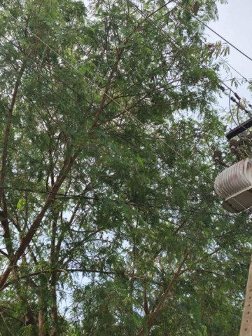 Morador do Bairro Ip� reclama de �rvores sobre rede el�trica