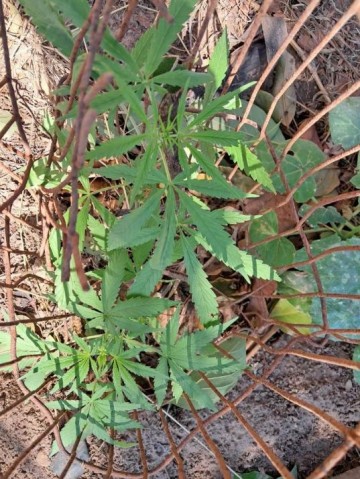 Pol�cia Militar prende homem por tr�fico de drogas em Fl�rida Paulista