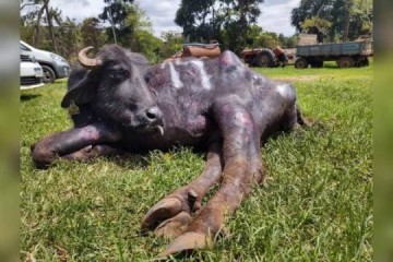 Polcia encontra mil bfalos vtimas de maus-tratos em Brotas