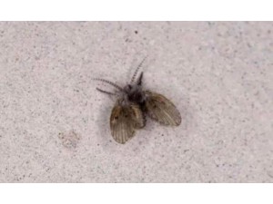 De onde v�m as mosquinhas de banheiro e por que aparecem?