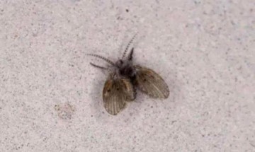 De onde v�m as mosquinhas de banheiro e por que aparecem?