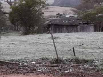 V�DEO: Agricultores contabilizam preju�zos por causa da geada
