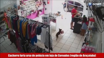 VDEO: Cmeras de segurana registram cachorro furtando ursinho de loja no interior de So Paulo