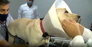 VDEO: Universidade expulsa estudantes envolvidos em castrao irregular de cachorro em repblica em Presidente Prudente