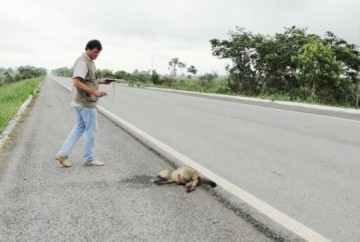 Motoqueiro atropela animal e cai em rodovia dracenense