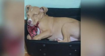 V�DEO: Pitbull age como recepcionista e viraliza ap�s 'atendimento' em bar de Presidente Prudente