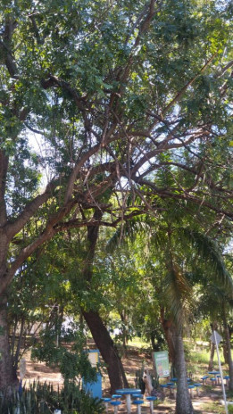 Moradores reclamam de galhos espalhados e �rvore com risco de queda no Bosque da Amizade e no Mira Ira