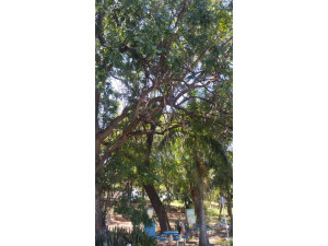 Moradores reclamam de galhos espalhados e �rvore com risco de queda no Bosque da Amizade e no Mira Ira