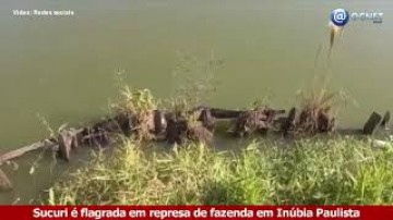 VDEO: Sucuri  filmada em represa de fazenda de Inbia Paulista