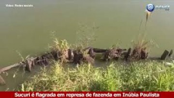 V�DEO: Sucuri � filmada em represa de fazenda de In�bia Paulista