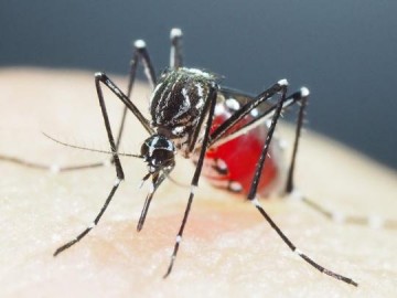 Osvaldo Cruz registra 108 casos de dengue durante o final de semana