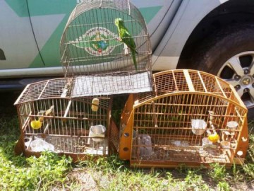 Luclia: Polcia Ambiental apreende aves e multa proprietrio em R$ 1.500