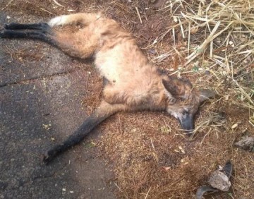 Pol�cia Ambiental resgata lobo-guar� atropelado na Rodovia General Euclides de Oliveira Figueiredo