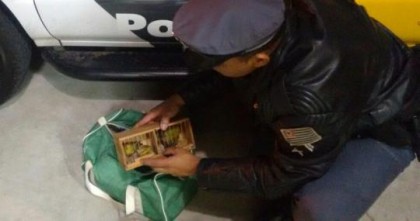 Aves estavam em uma caixa e foram apreendidas (Foto: Pol�cia Rodovi�ria/Cedida)