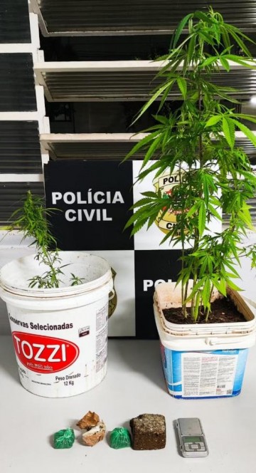 Pol�cia � acionada para atender desentendimento entre casal e prende homem com p�s de maconha, em Presidente Prudente