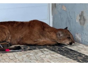 Ona-parda capturada em condomnio residencial em Ja
