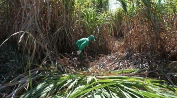 SP: Cidades onde avies lanam agrotxicos tm maior incidncia de cncer; regio de Presidente Prudente  uma delas