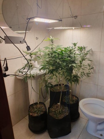 V�DEO: Pol�cia descobre planta��o de maconha em resid�ncia no centro de Tup�