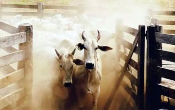 Polcia Militar registra ocorrncia de furto de gado em Sagres