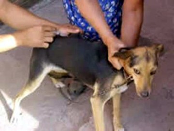 C�o de dois anos morre por causa de rea��o � vacina antirr�bica