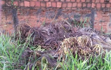 Internauta denuncia sujeira e mato alto nos fundos do Jardim Acapulco