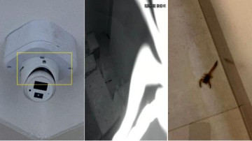 Escorpi�o entra em quarto de crian�a por buraco de c�mera de monitoramento e assusta pais em Adamantina
