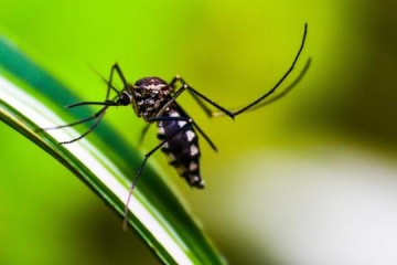 Casos de dengue crescem em Osvaldo Cruz