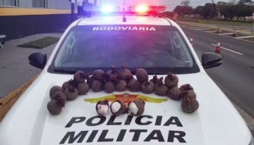Boliviano � preso ao transportar 7kg de coca�na escondidos dentro de beterrabas em Presidente Bernardes