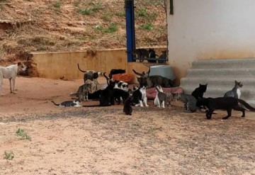 ONG que cuida de 200 gatos faz promo��o para quitar d�vidas em OC