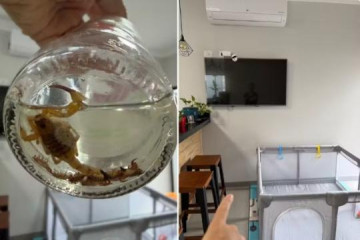 V�DEO: Escorpi�es caem de ar-condicionado a cent�metros de beb� de 8 meses em Presidente Venceslau