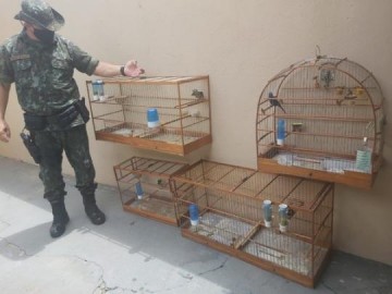 Criador de p�ssaros � multado por suspeita de adultera��o de anilhas em Pompeia