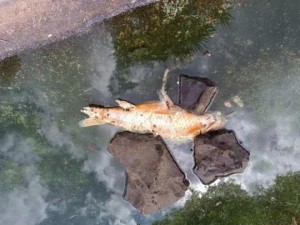 Peixes mortos so encontrados em lago de praa em Tup
